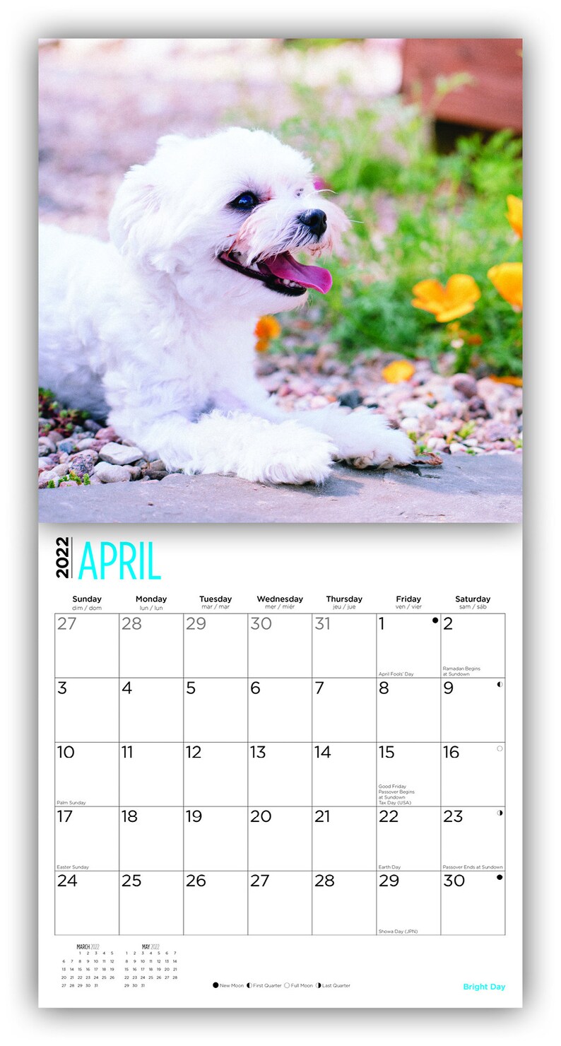 2022 Maltese Wall Calendar by Bright Day 12 x 12 Inch Etsy