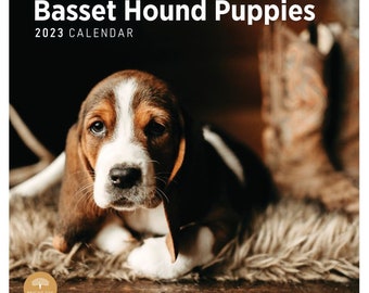2023 Basset Hound Puppies Wall Calendar by Bright Day, 12x12 Inch