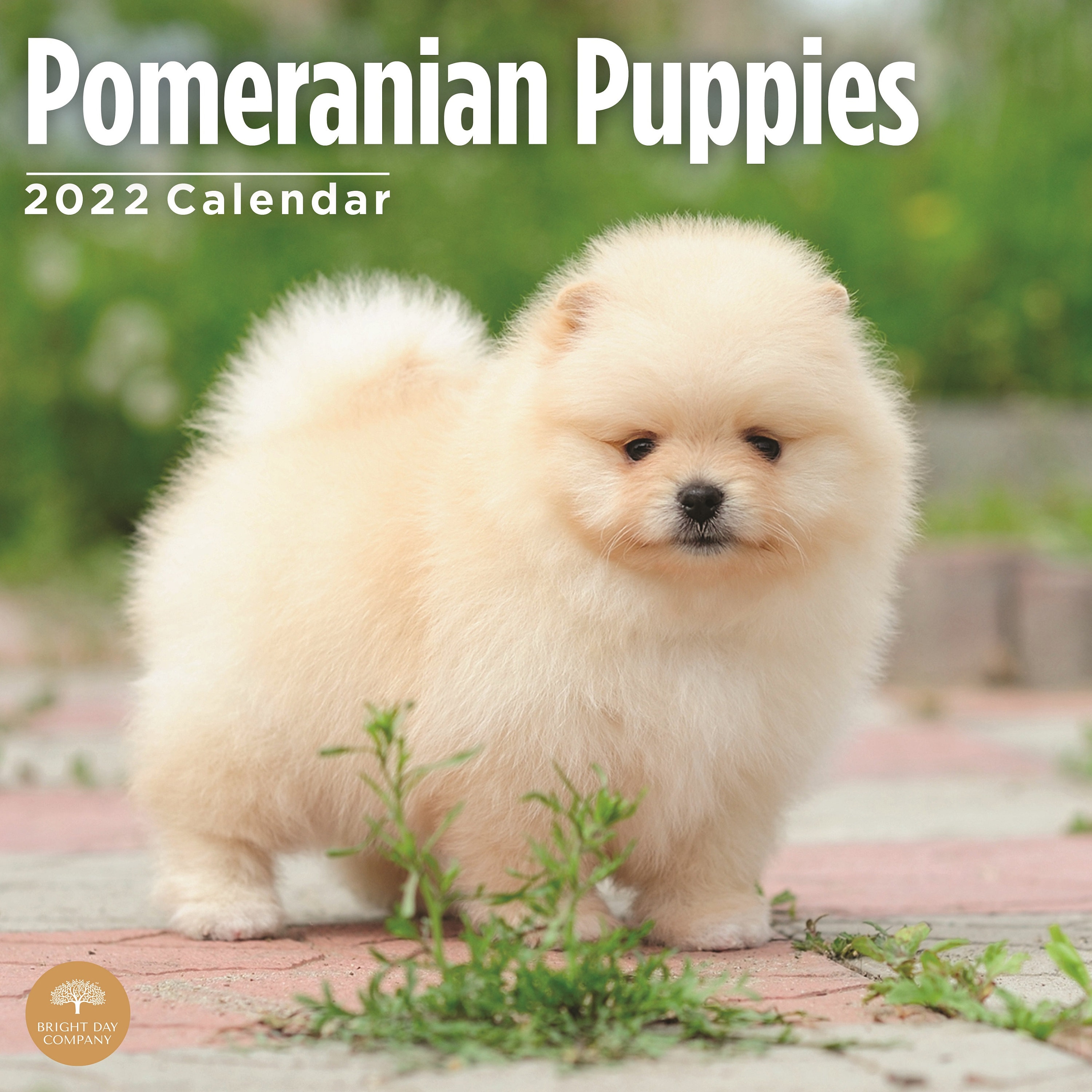 2022 Pomeranian Puppies Wall Calendar By Bright Day 12 X 12 | Etsy