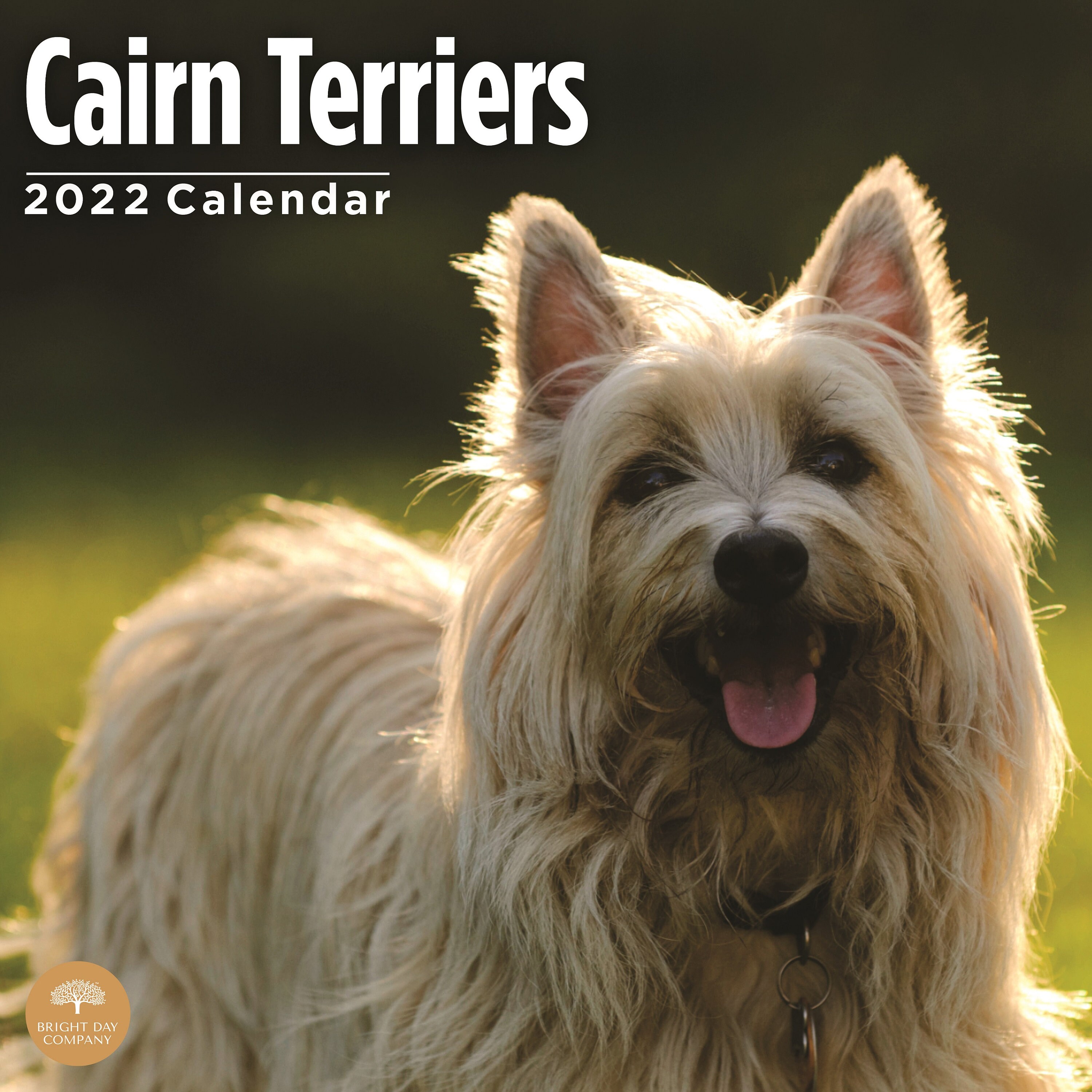 2022 Cairn Terriers Wall Calendar By Bright Day 12 X 12 Inch | Etsy