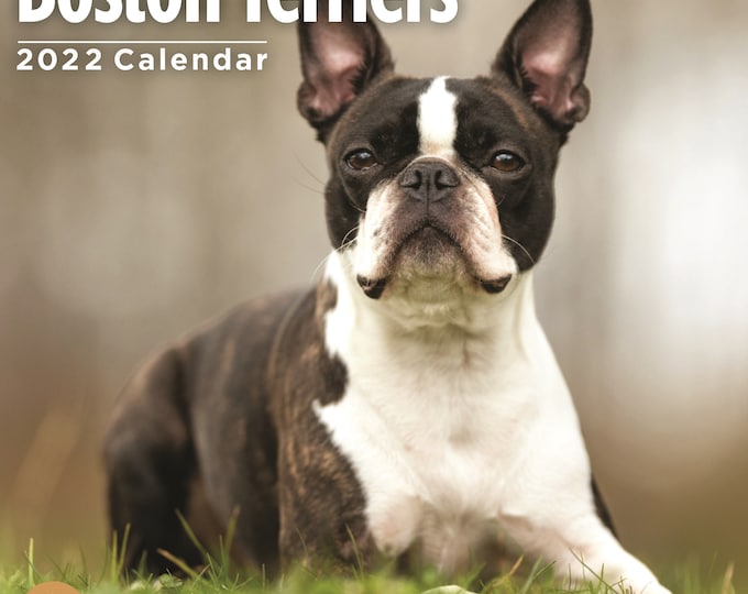 2022 Boston Terriers Wall Calendar by Bright Day, 12 X 12 Inch Etsy