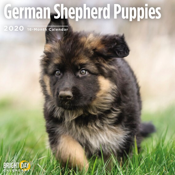 2020 German Shepherd Puppies 16 Month 12 X 12 Wall Calendar Cute Dog Gsd