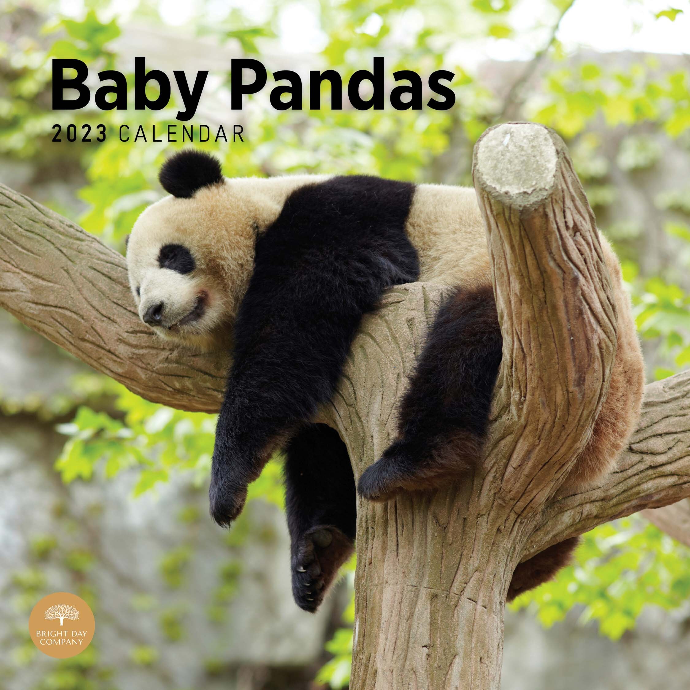 2023-baby-pandas-wall-calendar-by-bright-day-12x12-inch-etsy
