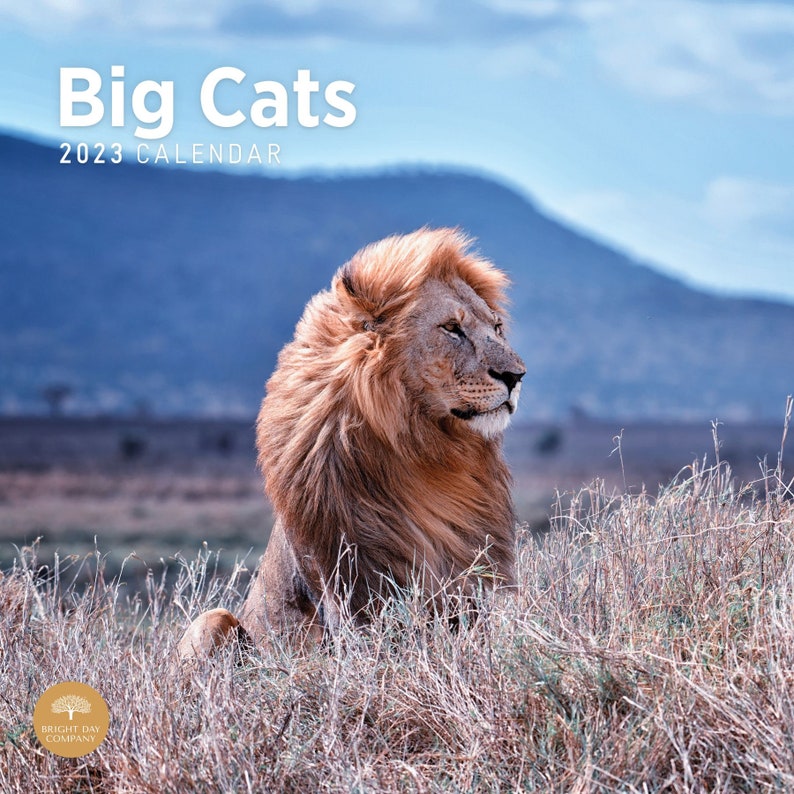 2023 Big Cats Wall Calendar by Bright Day 12x12 Inch Etsy