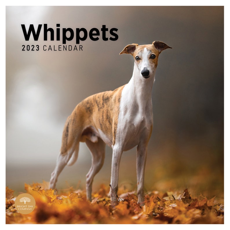 2023 Whippets Wall Calendar by Bright Day 12x12 Inch Etsy