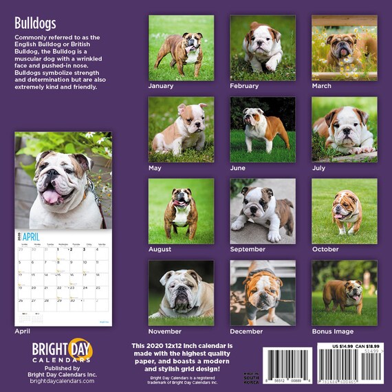 2020 Bulldogs 16 Month 12 X 12 Wall Calendar Cute Puppy Dog English