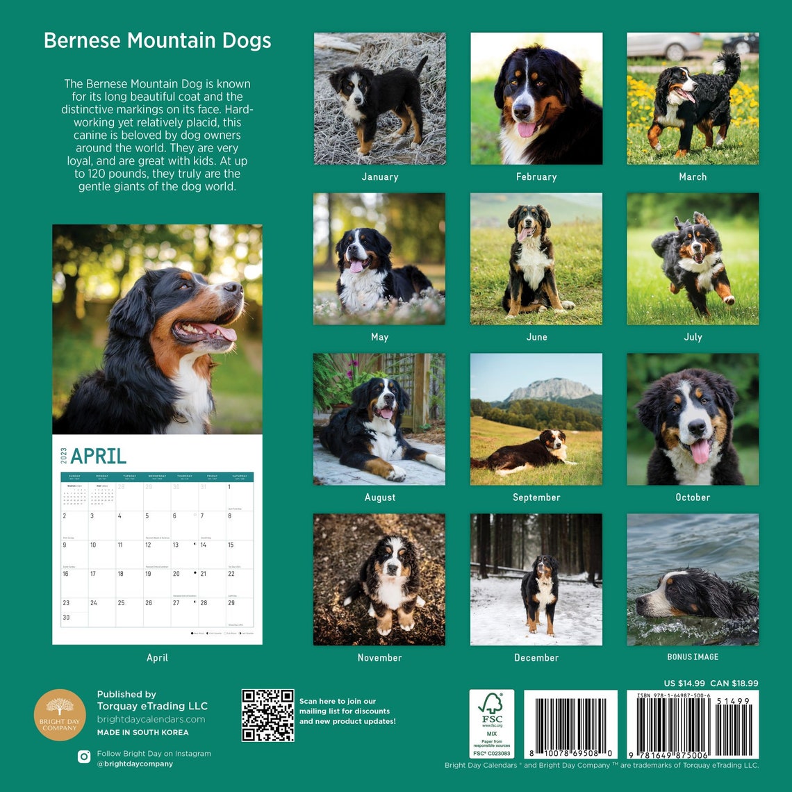 2023 Bernese Mountain Dogs Wall Calendar by Bright Day 12x12 Etsy