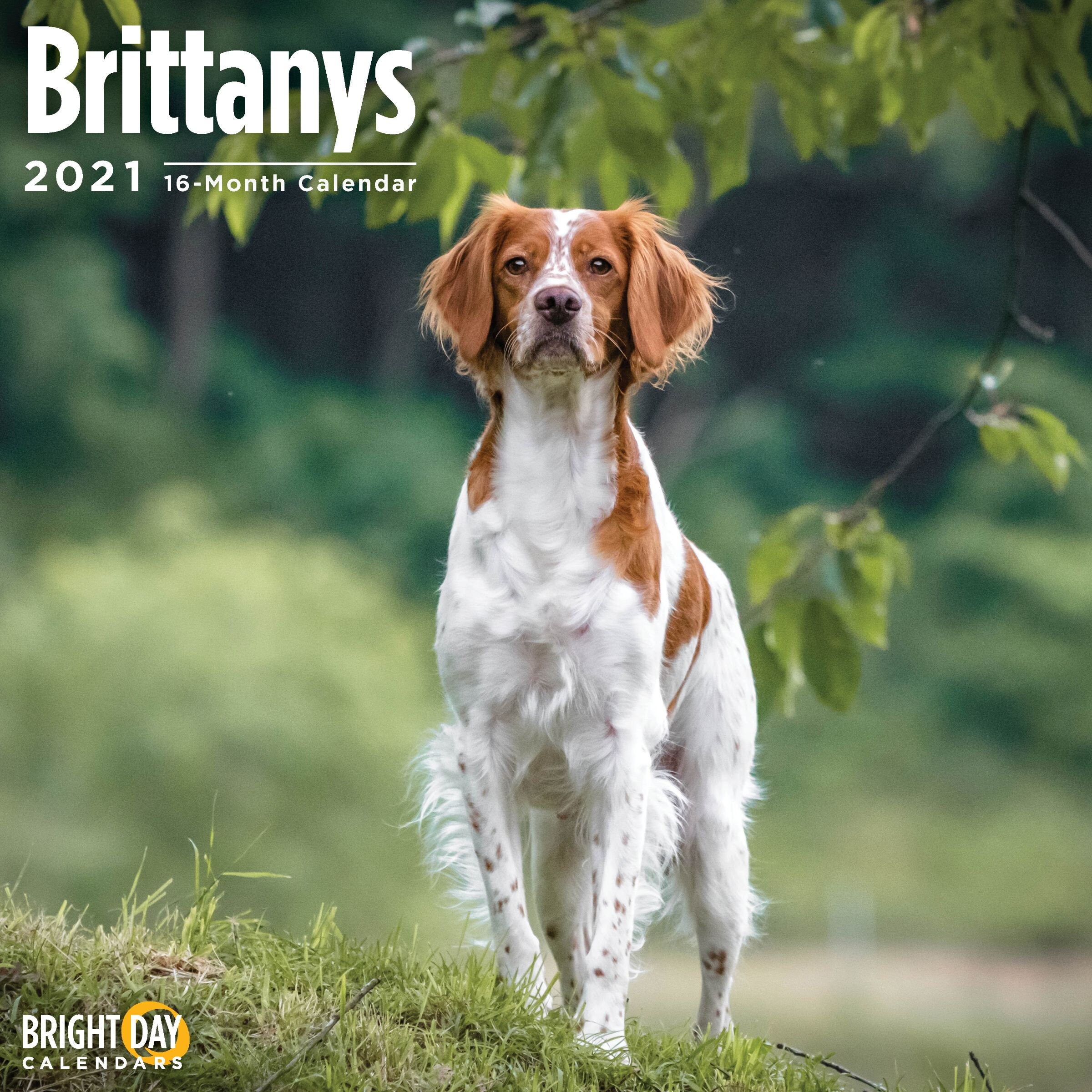 2021 Brittanys 12 x 12 Wall Calendar Cute Puppy Dog France Etsy