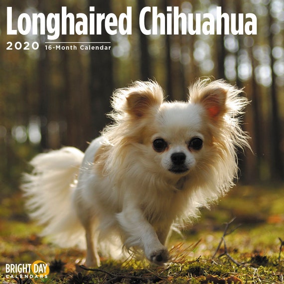 2020 Longhaired Chihuahua 16 Month 12 X 12 Wall Calendar Small Cute Puppy Dog