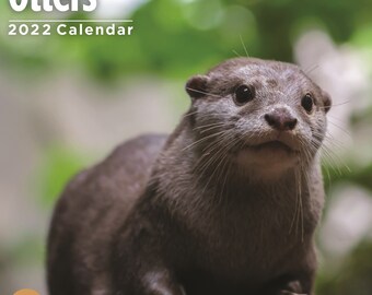 Otter Calendar 2022 Otter Calendar | Etsy