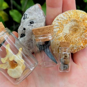 5 Item Natural History Curio Mystery Box
