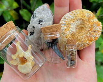 5 Item Natural History Curio Mystery Box