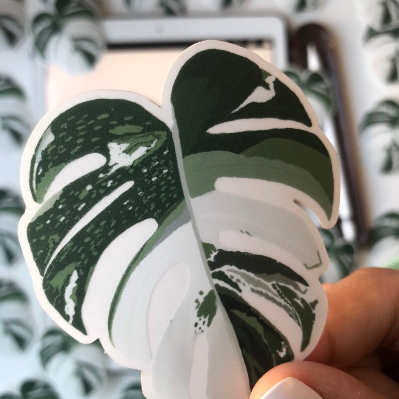May include: A white and green monstera leaf sticker with a detailed, realistic design. The sticker is perfect for adding a touch of tropical flair to any surface.