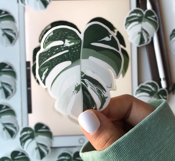 Transparent monstera borsigiana waterproof sticker