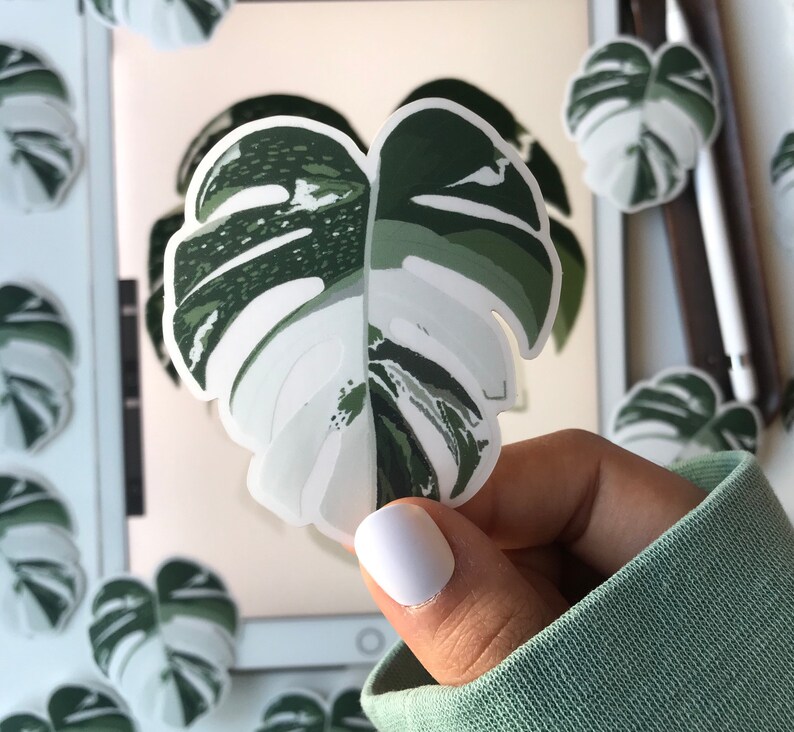 May include: A white and green monstera leaf sticker with a detailed pattern. The sticker is being held by a hand.