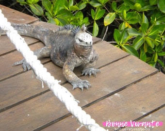 Galapagos Islands Photography, Marine Iguana Photography, Nature Photography, Fine Art Photography, Wall Art, Travel Photography