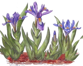 Blue Ridge Iris Flower Print, Print of Watercolour of Wildflowers in Virginia, USA, made in Ireland