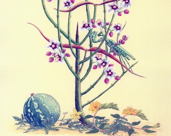 Desert Devotions, Wildflower Print of Praying Mantid, Watercolour Print of Desert Flowers, made in Ireland