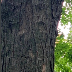 May include: Close-up of the rough, dark bark of a tree trunk. The bark has a textured, furrowed pattern.