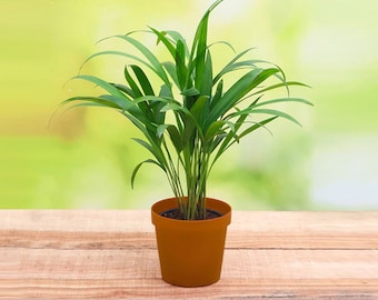 1/2/3/4 Indoor Areca Palm Dypsis lutescens Plant Everygreen in 9 cm Pot