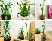 1 Lucky Bamboo ribbon plant evergreen indoor bonsai in ceramic pot for feng shui