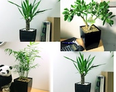 1 Evergreen Indoor Plant Gloss Black Milano Square Pot from Boston Fern, Money Tree,Peace Lily,Ponytail Palm,Parlour, Snack, Frizzle, Jade