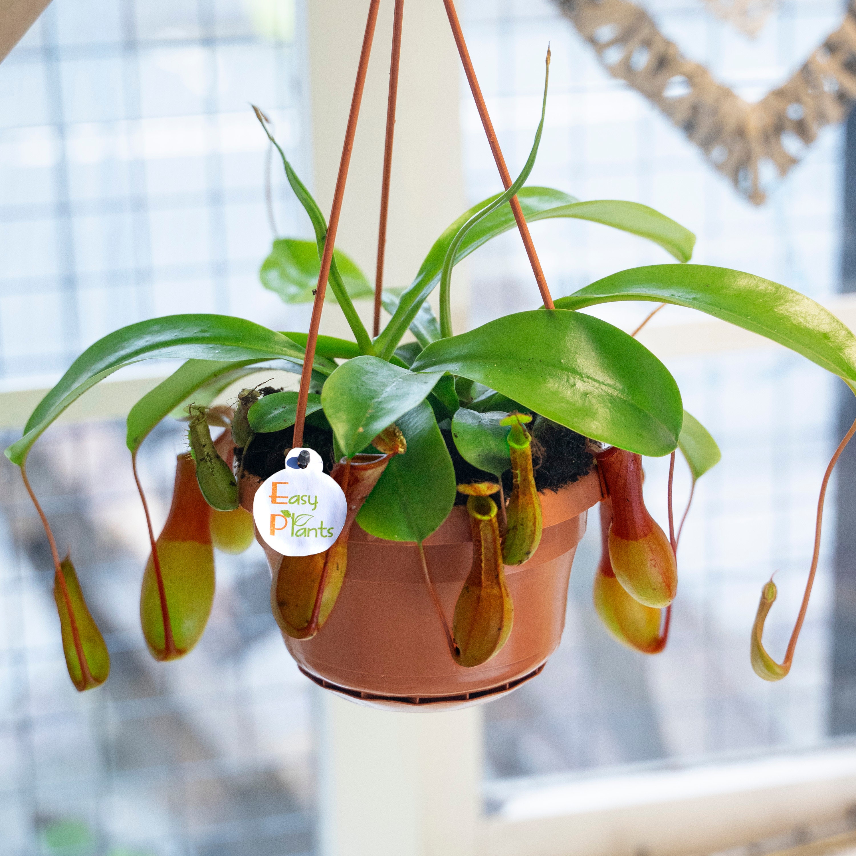 1 Monkey Cup Plant Indoor House Fly Trap Insect Killer Etsy