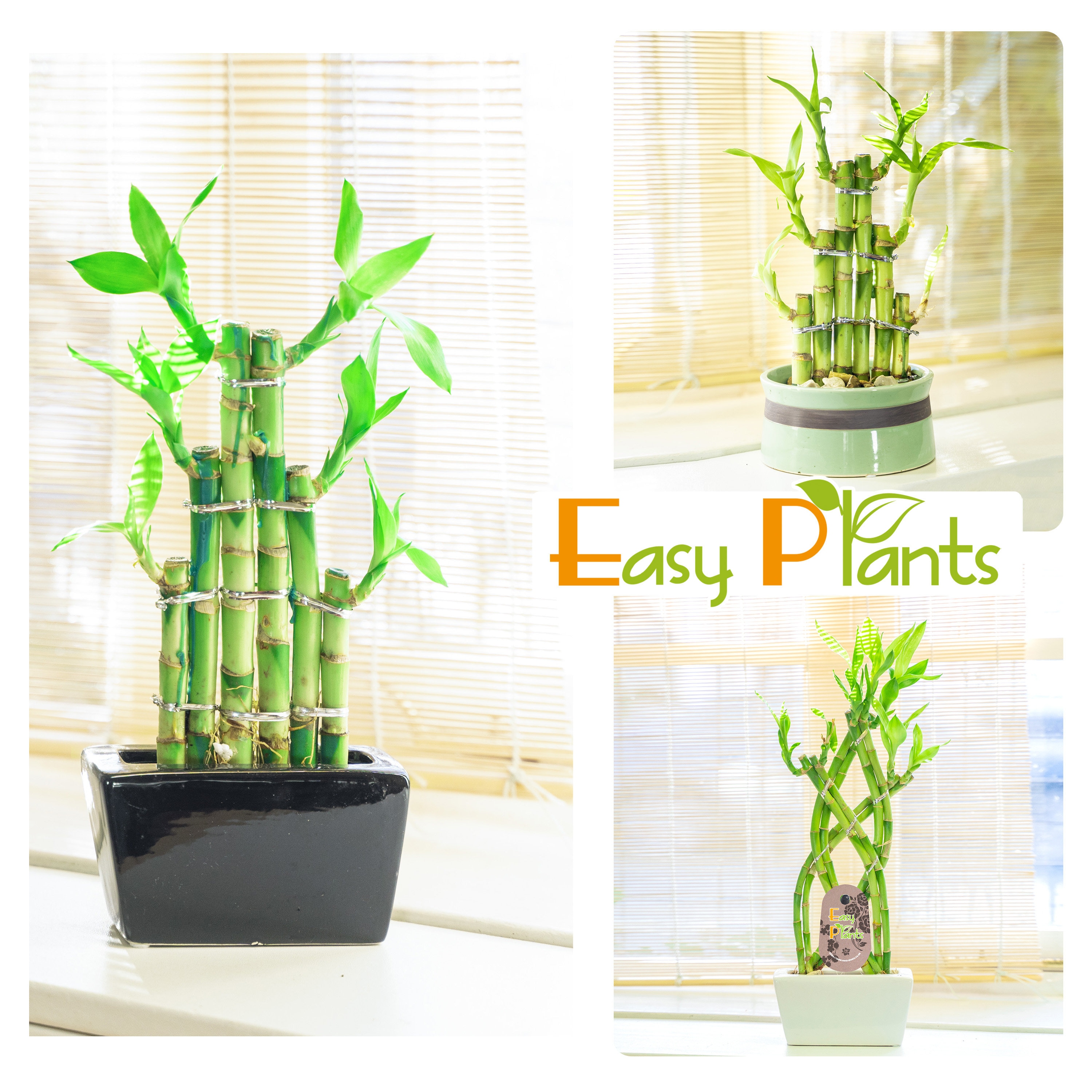 - Bring Home Good Fortune: Majestic Tall Lucky Bamboo For Success And Prosperity