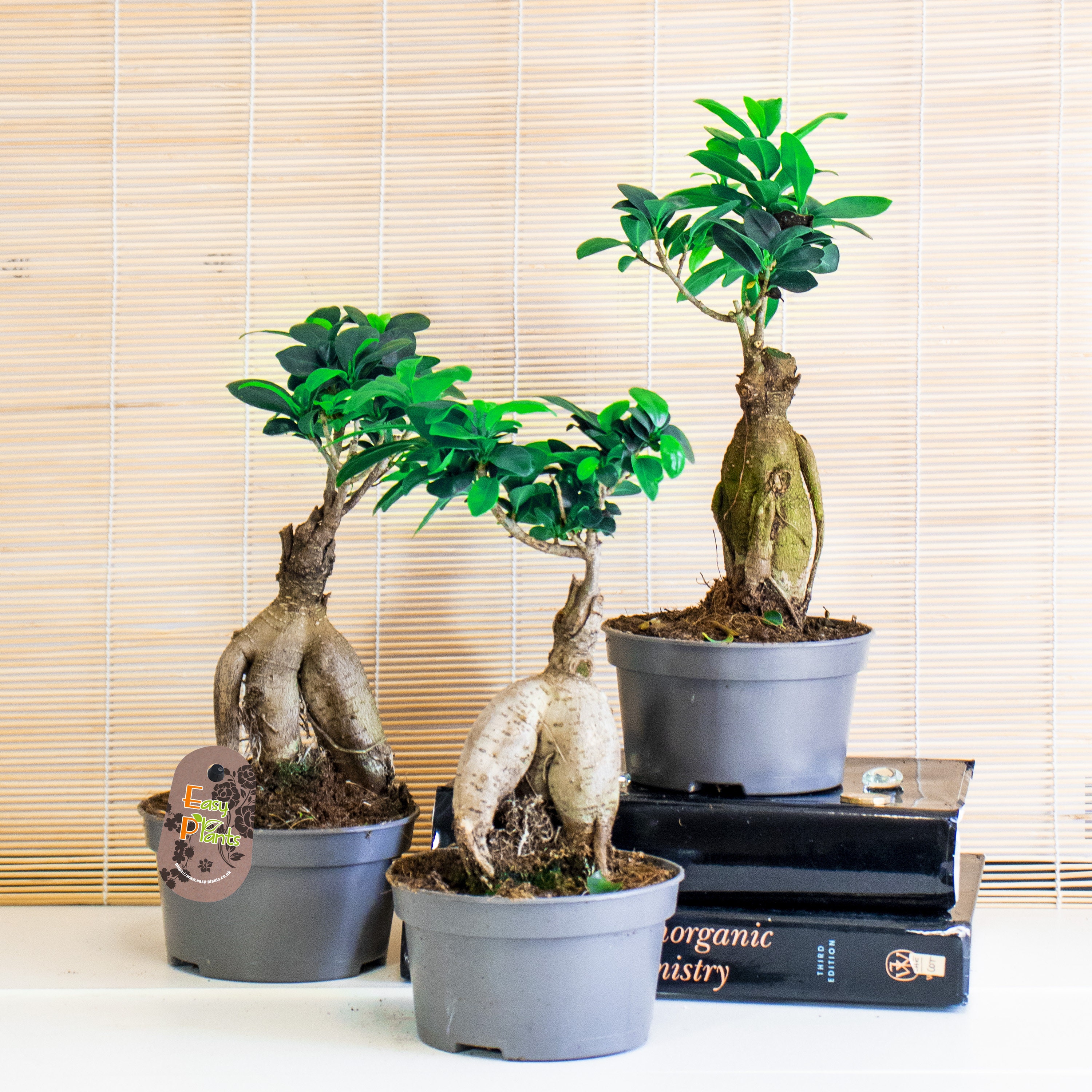 Ficus microcarpa 'Ginseng' – Bonsaï – Plante d'intérieur – D15 cm