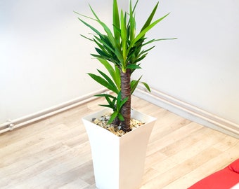 Large Double Spineless Yucca House Floor Plant @Gloss White Milano Pot 95cm Tall