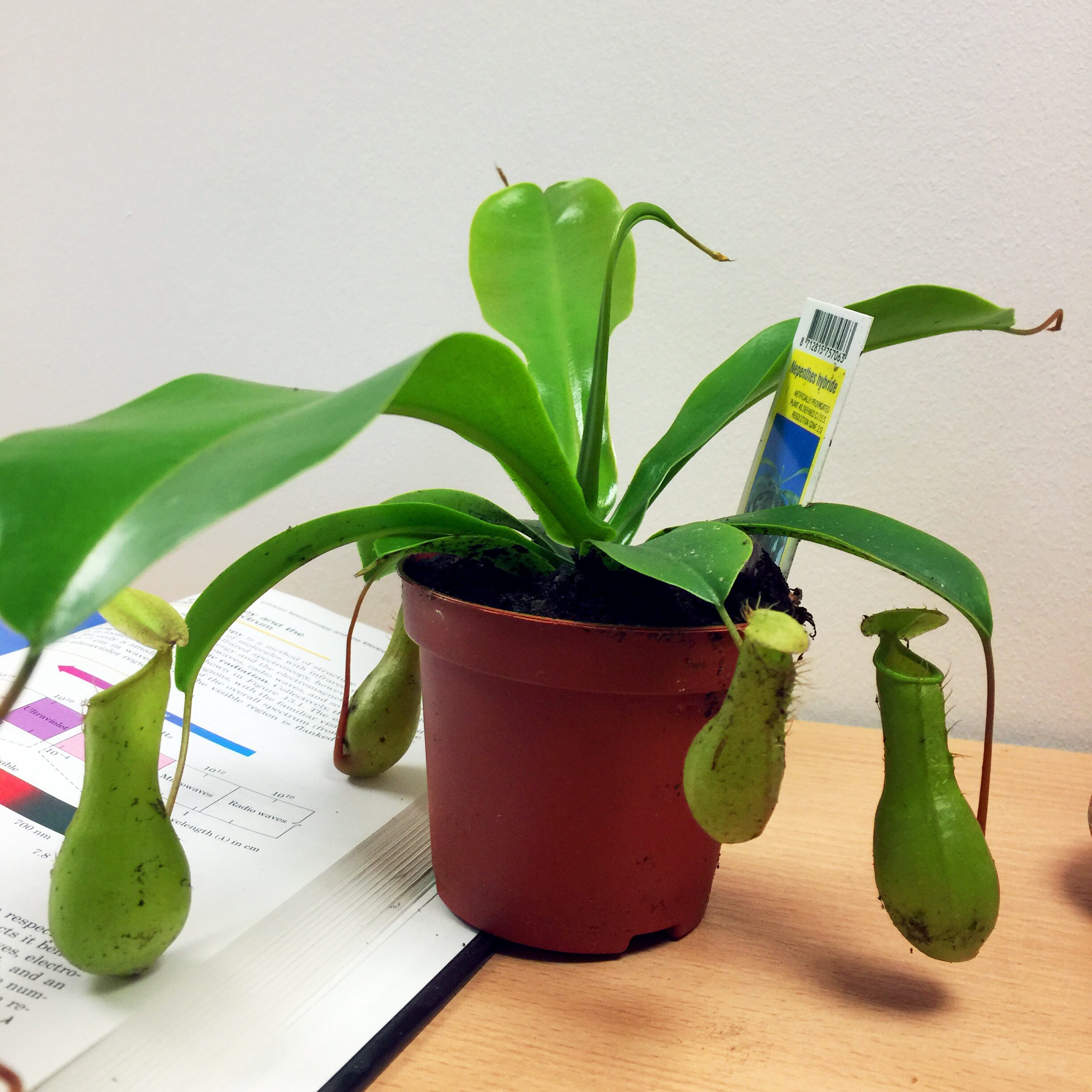 1 Monkey Cup Plant Indoor House Fly Trap Insect Killer Etsy