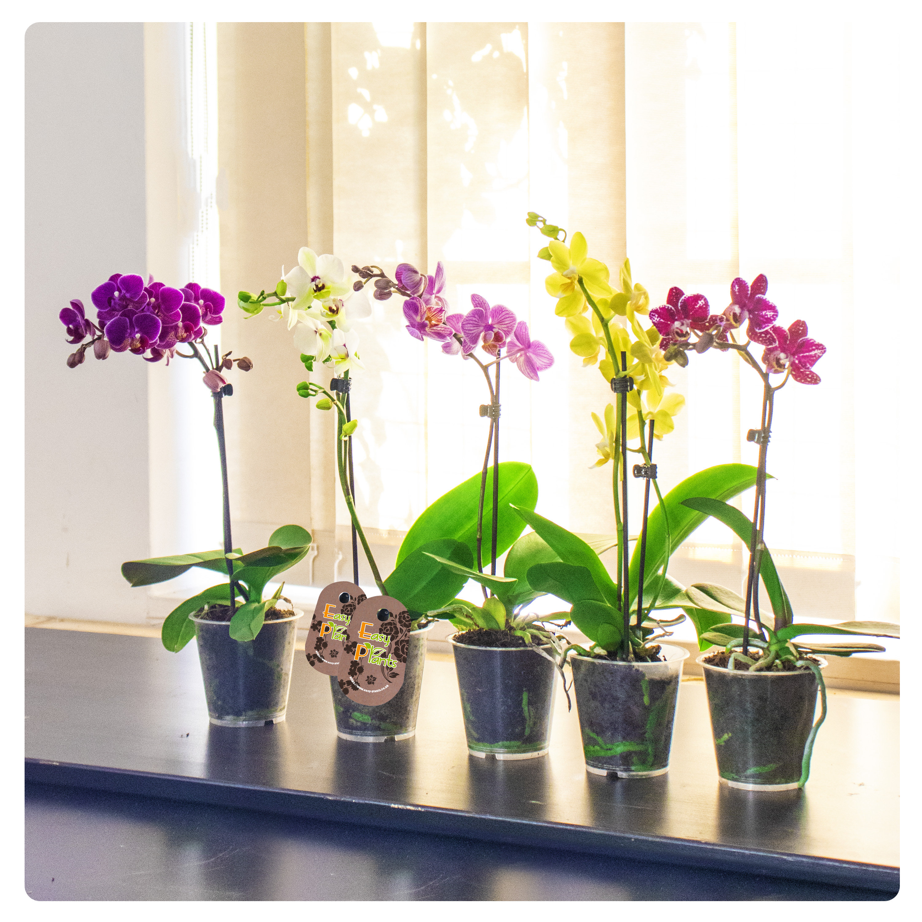 Mini orchid pots -  Italia