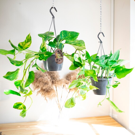 Devil Ivy in Hanging Basket Indoor House Plant Golden Pothos Etsy