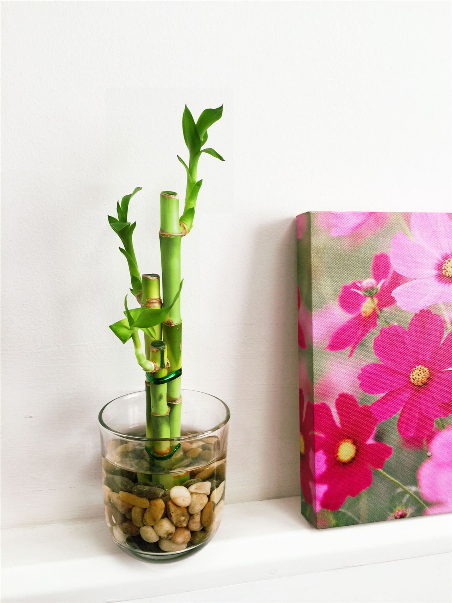 1 Lucky Bamboos in Glass Vase With Colorful Water Ball or Etsy UK