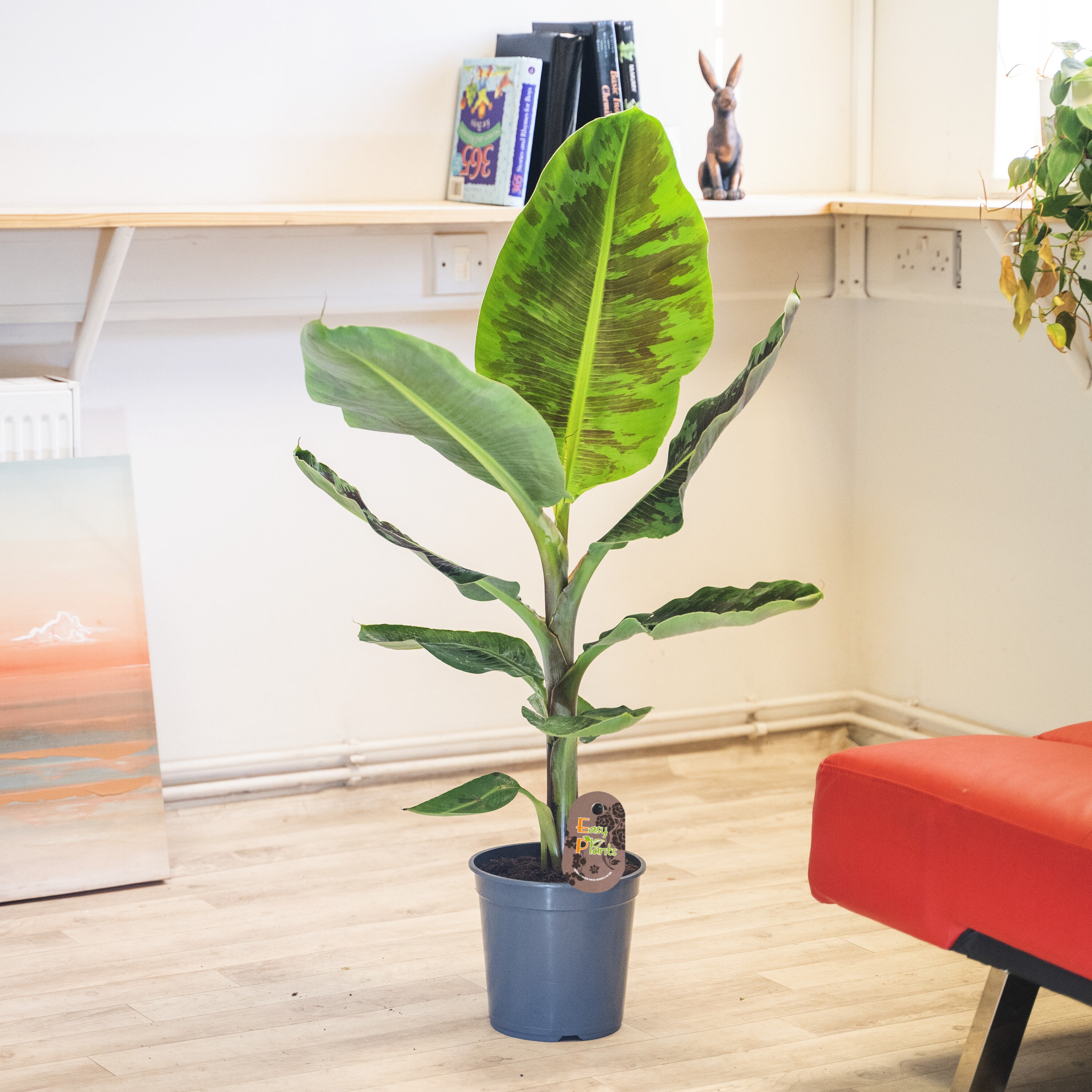 Dwarf Banana tree in Pot Evergreen Tropical House Plant Etsy