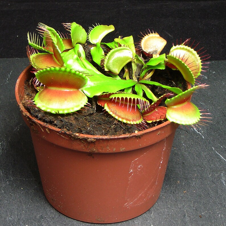 1 Venus Fly Trap Carnivorous Plant in 9cm Pot Dionaea Etsy