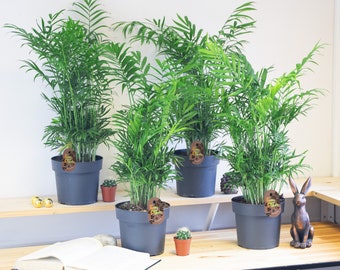 Large Parlour Palm Elegans in Pot Choose from 1, 2, 4 Plants