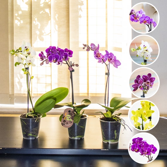 3 x Phalaenopsis Blume Falena Orchidea Rosa Bianco Viola Colore