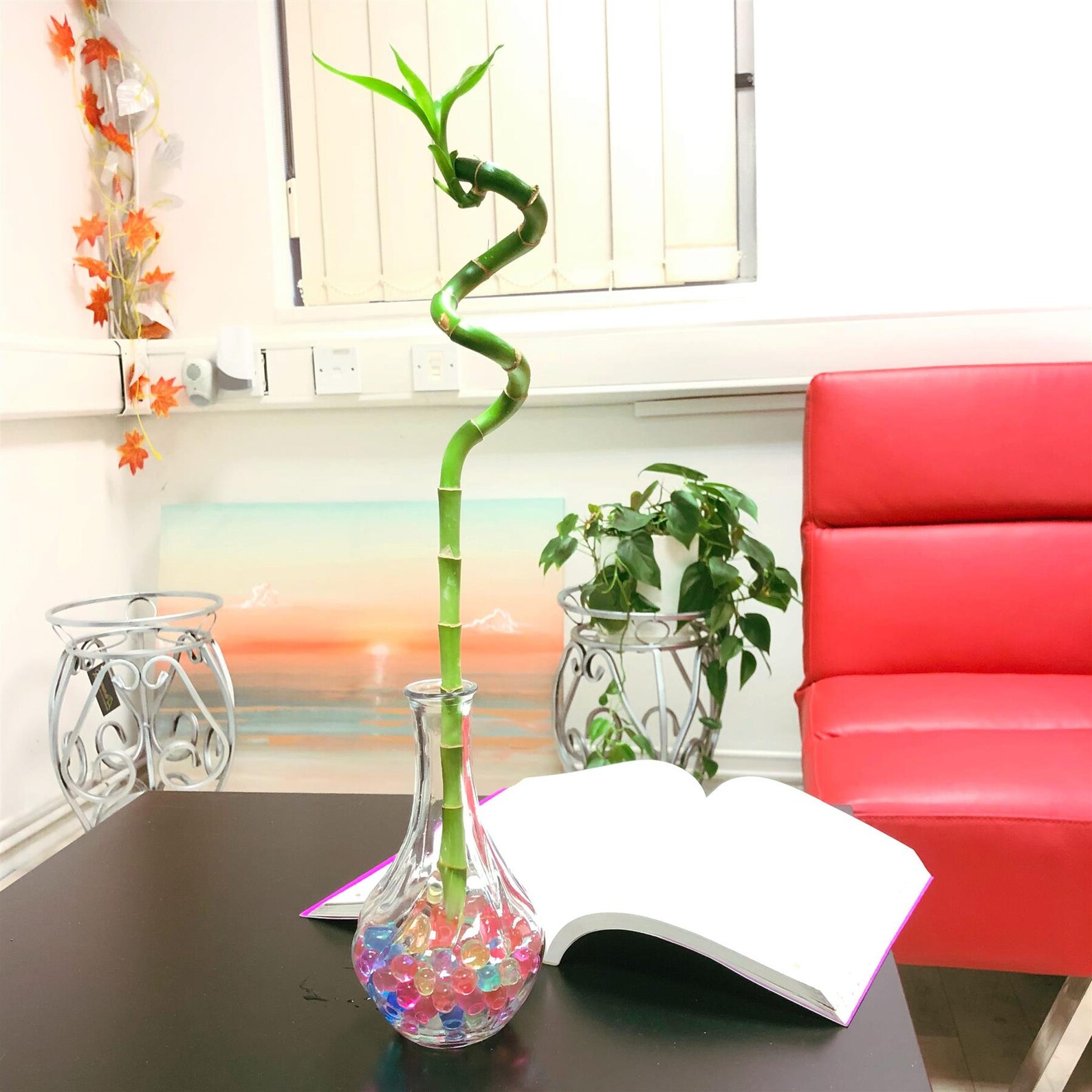 1 Lucky Bamboos in Glass Vase With Colorful Water Ball or Etsy UK