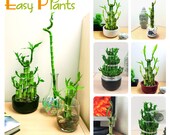 1 Lucky Bamboo ribbon plant evergreen indoor bonsai in pot for feng shui