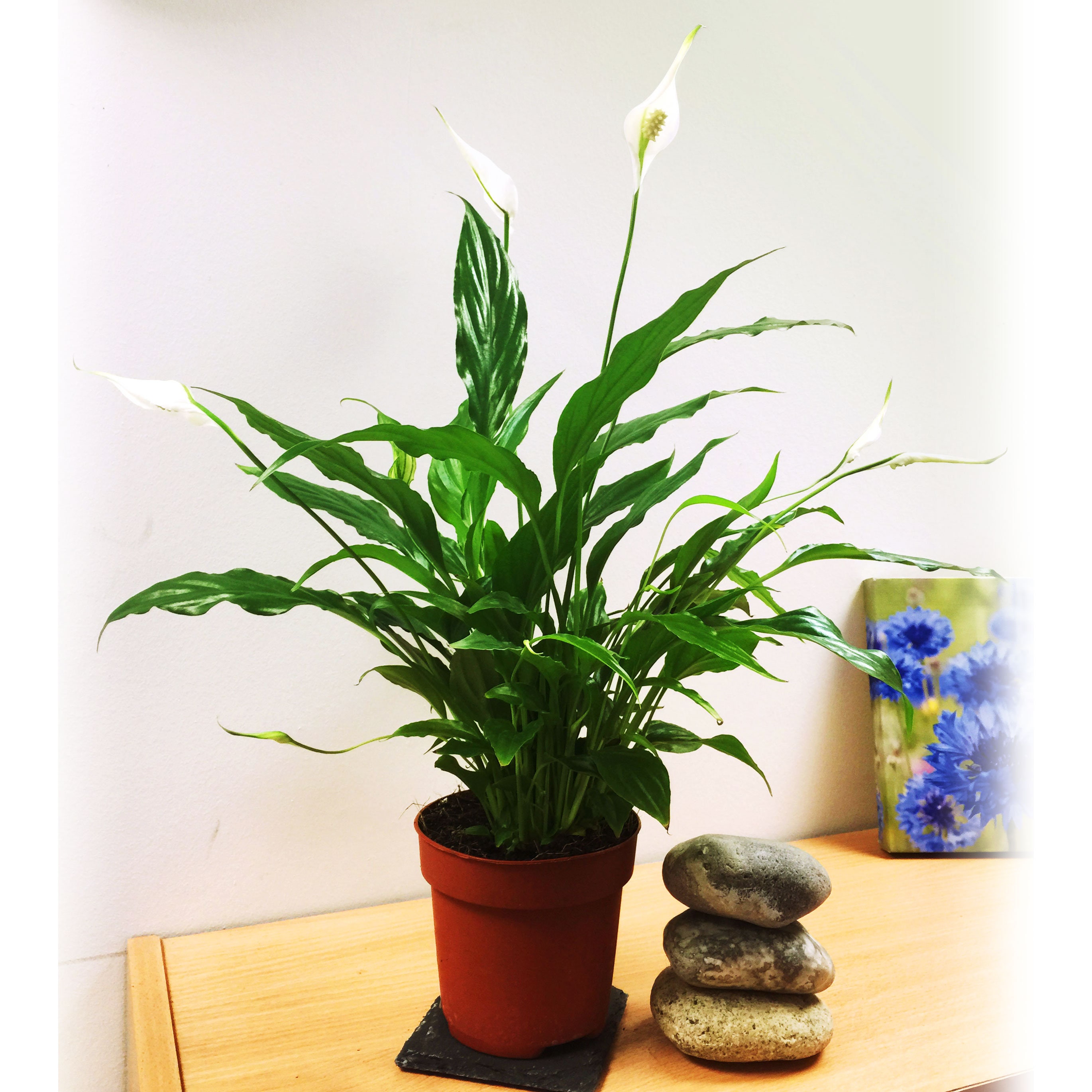 Peace Lily Flower Indoor Plant in Pot 40cm 60cm Tall Etsy UK