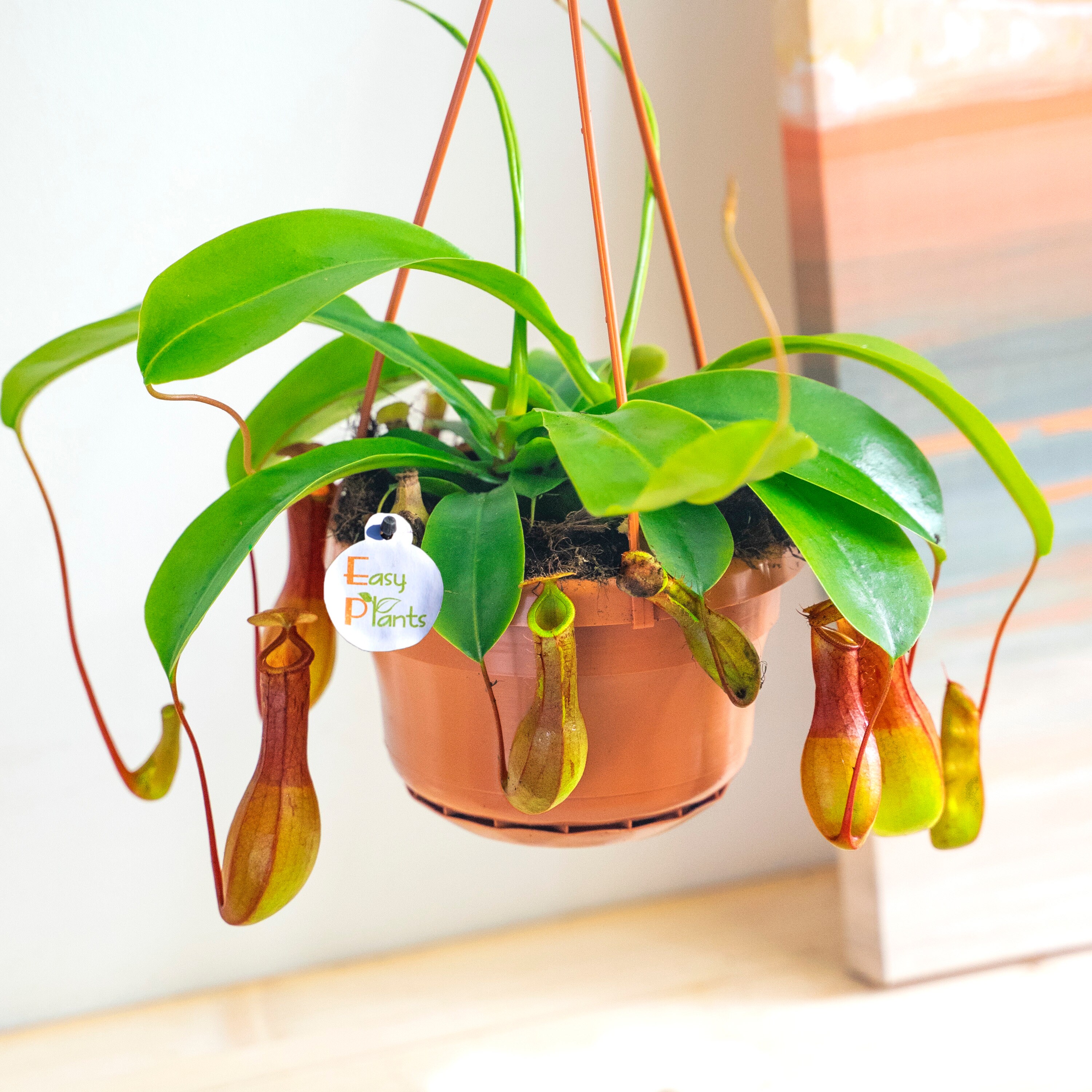 1 Monkey Cup Plant Indoor House Fly Trap Insect Killer Etsy