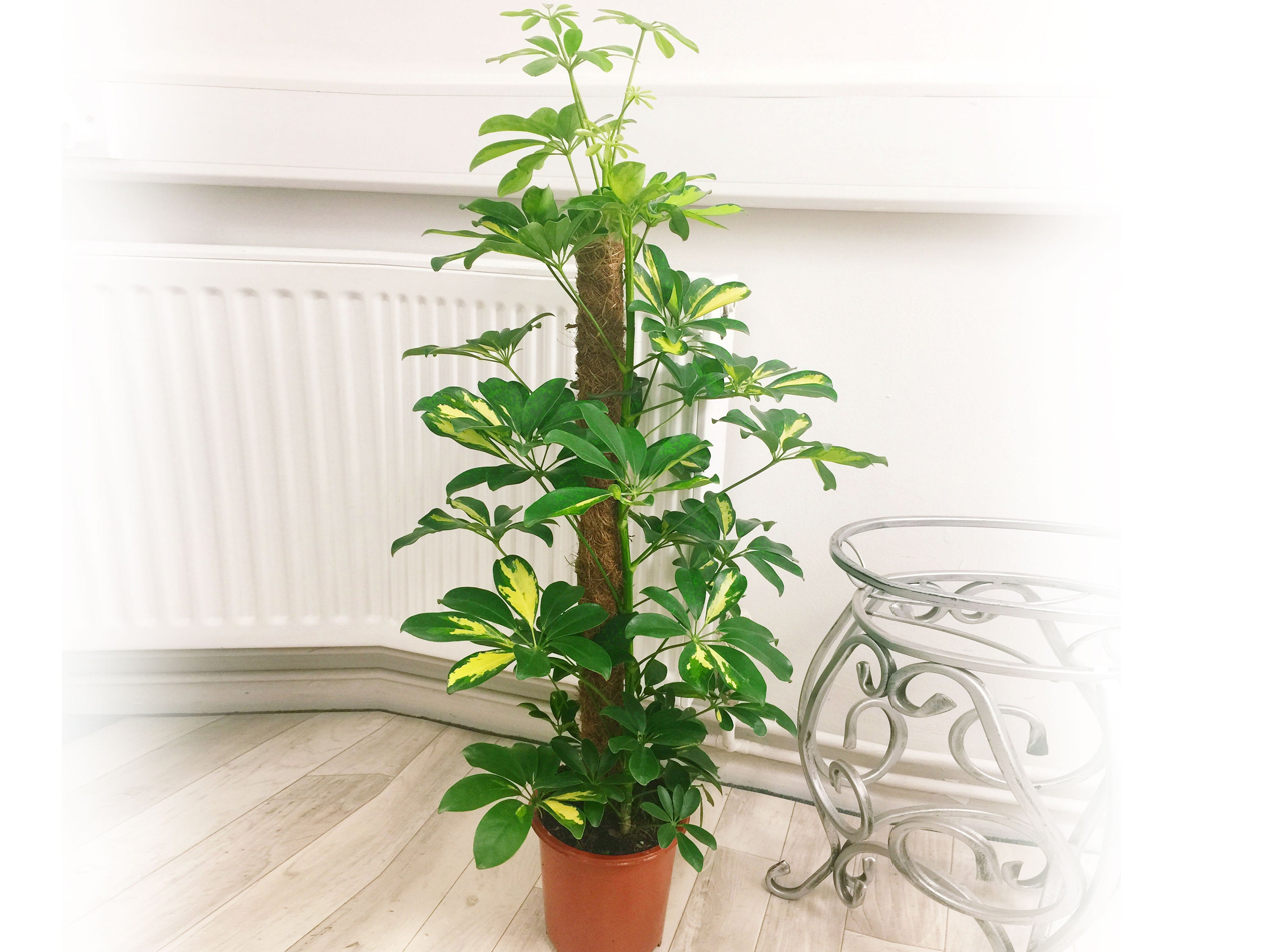 Large Double Umbrella tree in Pot Evergreen Floor Plant Etsy