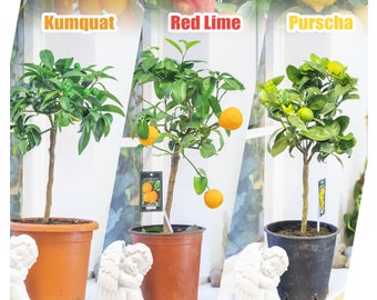 Outdoor Fruit Standing Garden Climber Plant @ Kumquat, Red Lime, Purscha