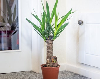 Large Yucca Evergreen Floor Plant in 17cm Pot Choose from 1 or 2 Plants