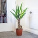 see more listings in the House Plants PVC Potted  section