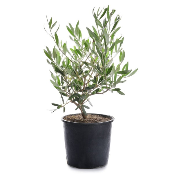 35-40cm Olive Tree Mediterranean Olea Europaea Outdoor Garden Plant in 12cm Pot Evengreen Shurb