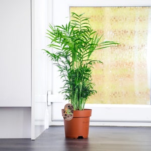 Large Palm Chamaedorea Elegans in Pot Evergreen Floor Plant 17cm PVC Pot