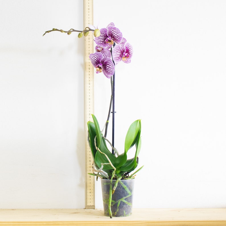 1 to 3 Phalaenopsis Orchid 1 2 Flower Branches Pink White Purple Yellow Colour Indoor Flower Plant in 12cm Pot image 1