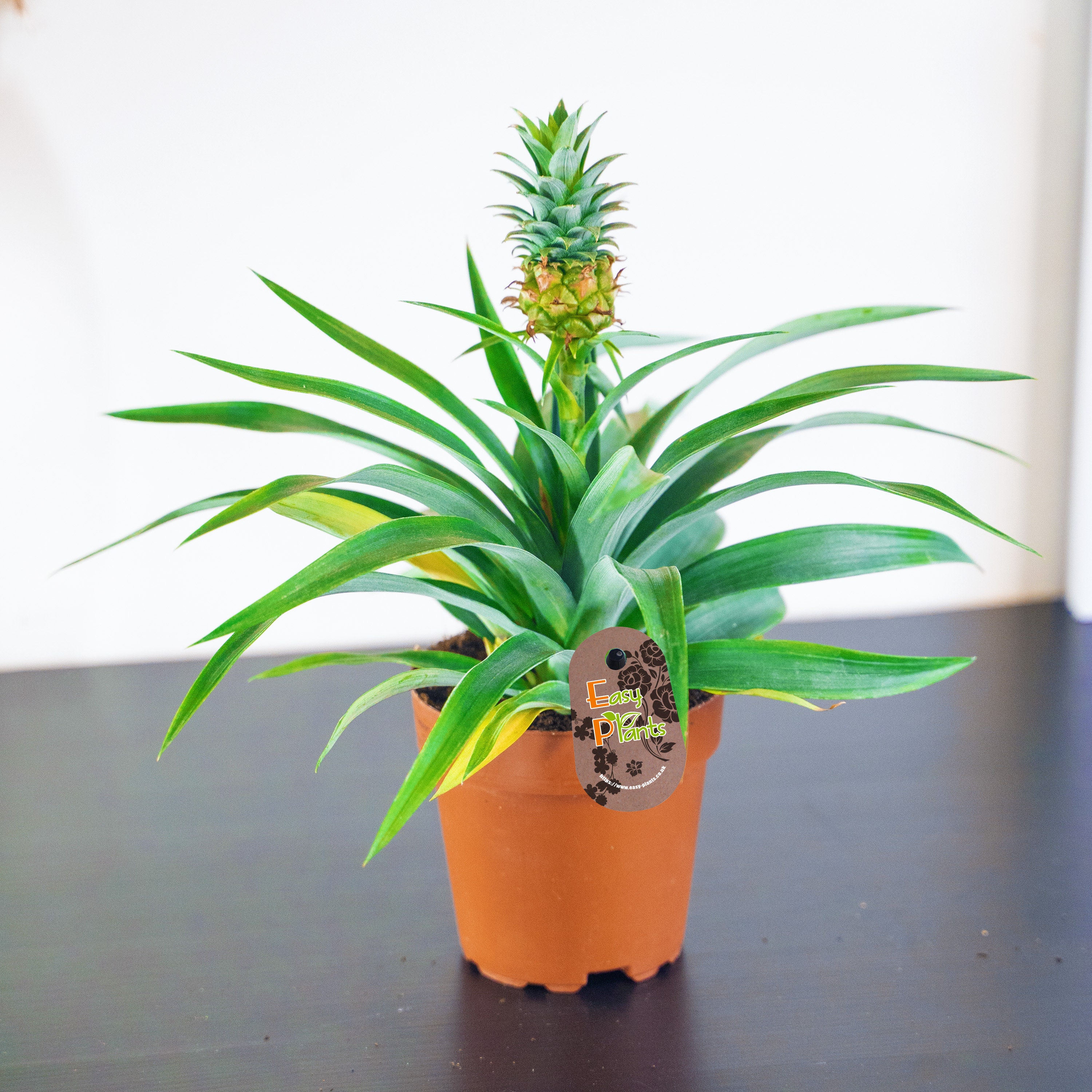 1 Pineapple Plant Gorgeous Ananas Comosus Amigo Evergreen - Etsy